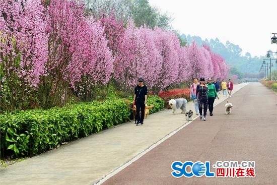 火過樂山大佛！樂山這個公園週末近10萬人來看桃花