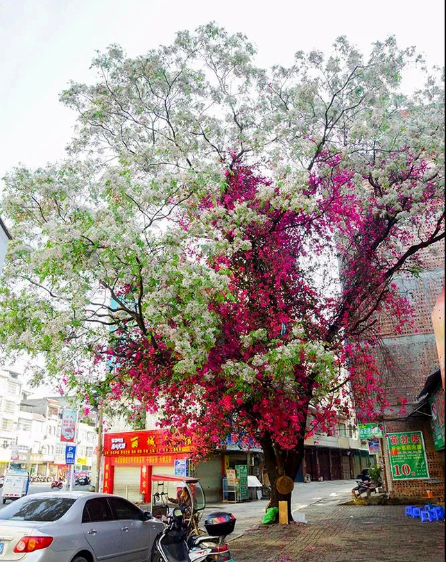 【八桂大地-圖文、八桂大地百色】（移動端）紅色的三角梅綻放在苦楝樹上 “奇樹”成網紅(圖)