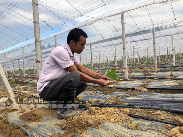 【焦點圖、八桂大地梧州】（移動端）優化佈局發展特色産業 梧州市長洲區推進鄉村振興