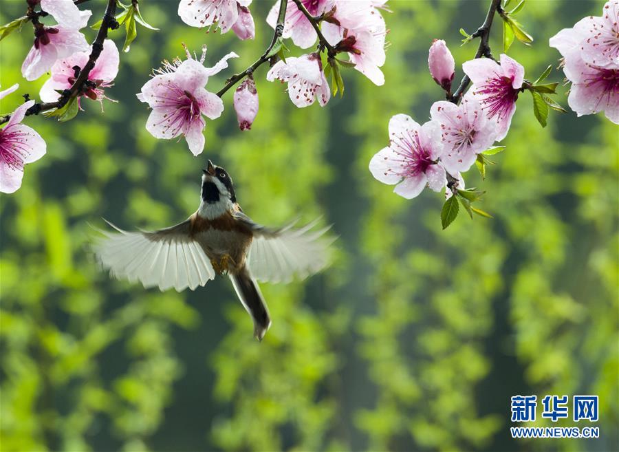 無錫：鳥舞花香傳春意