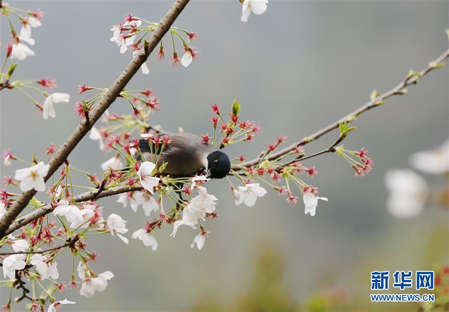 無錫：鳥舞花香傳春意