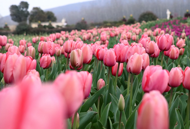 【輪播圖】河南：千畝鬱金香花開醉人 踏青賞花正當時