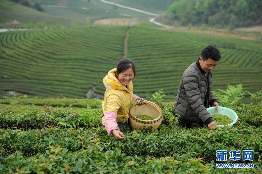 貴州安順：春茶開採