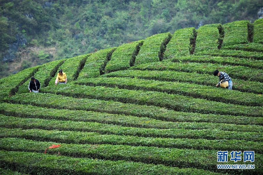 貴州安順：春茶開採