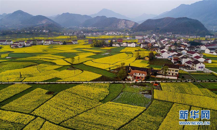 油菜花開 大地鋪金