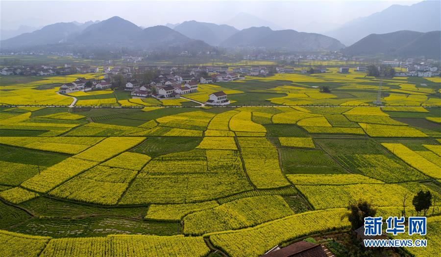 油菜花開 大地鋪金