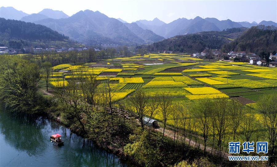 油菜花開 大地鋪金