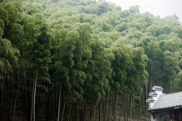 習主席演講中的浙江元素：綠水青山就是金山銀山