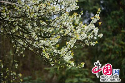 體驗苗族祭橋風俗 傳承弘揚黃平非遺(組圖)