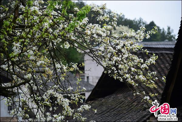 體驗苗族祭橋風俗 傳承弘揚黃平非遺(組圖)