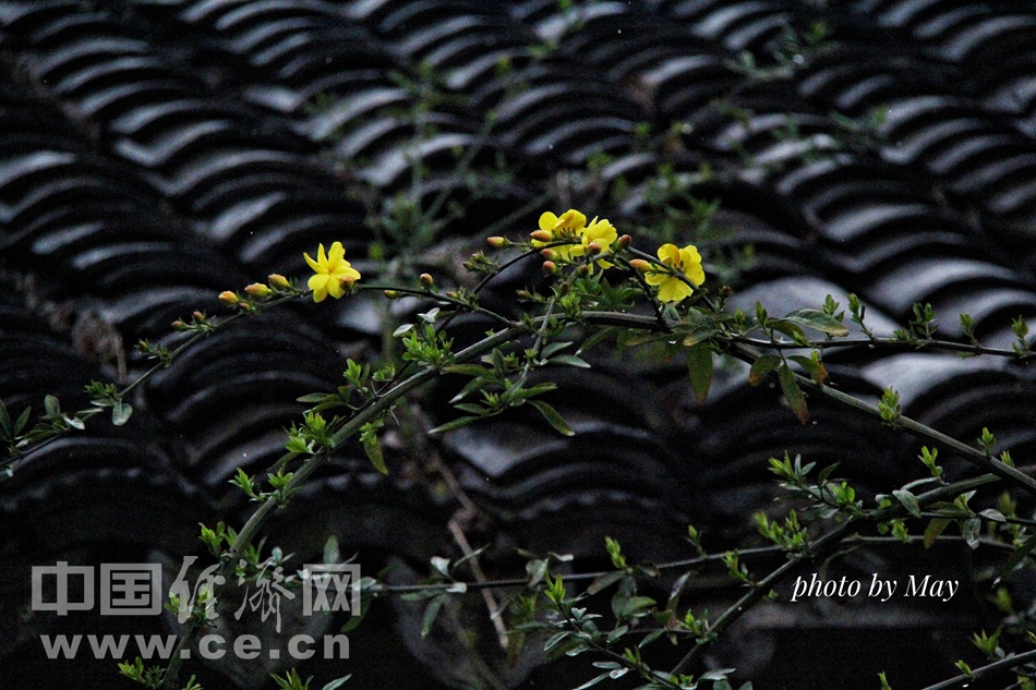 煙雨三月覓春蹤 遊南潯古鎮