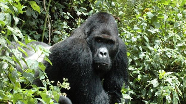 好消息！國寶大熊貓已經不再是瀕危動物啦！