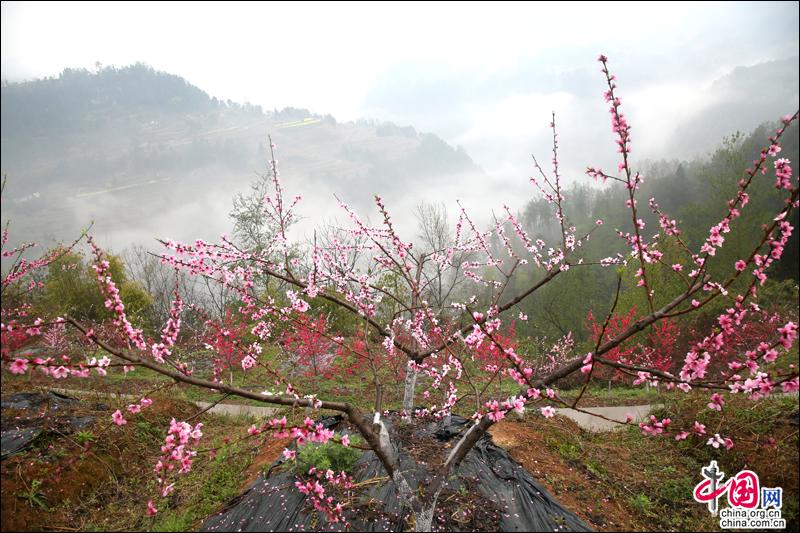 陽春三月，去四川蒼溪黃貓埡赴一場浪漫的約會