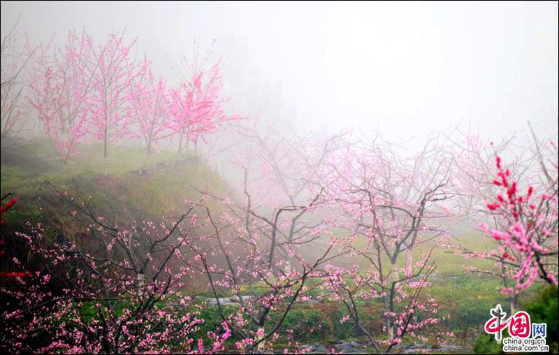 陽春三月，去四川蒼溪黃貓埡赴一場浪漫的約會