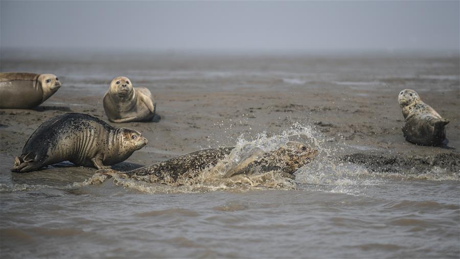 盤錦：斑海豹洄遊棲息