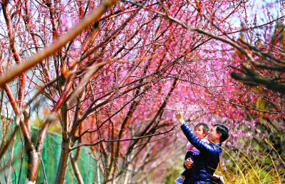 連日暖風吹 百花綻芳華 169處賞花片區翹首待客