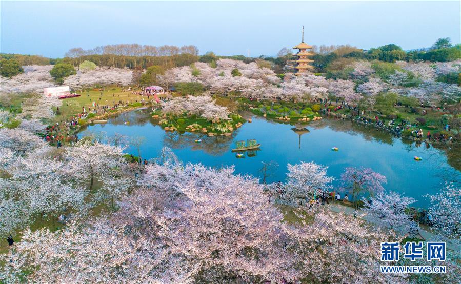 武漢：櫻花繽紛醉遊人