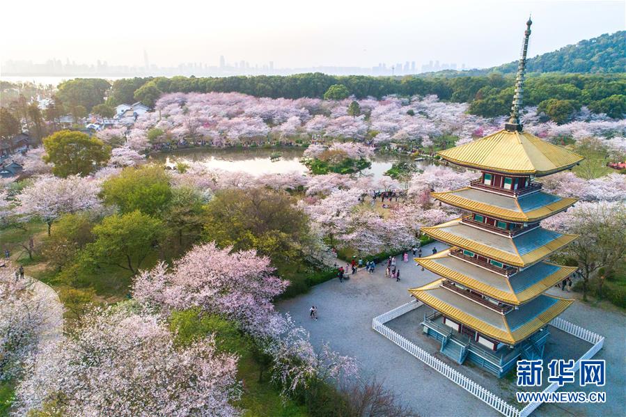 武漢：櫻花繽紛醉遊人