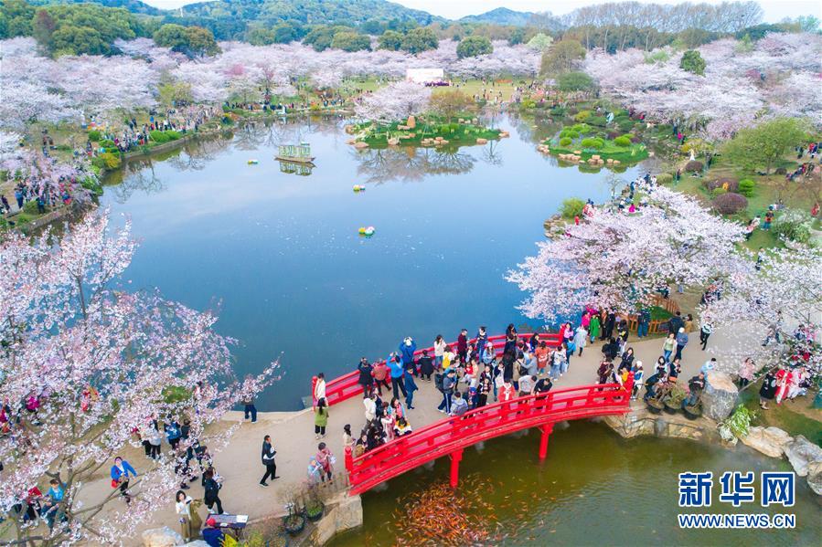 武漢：櫻花繽紛醉遊人