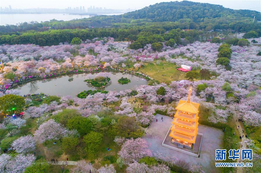 武漢：櫻花繽紛醉遊人