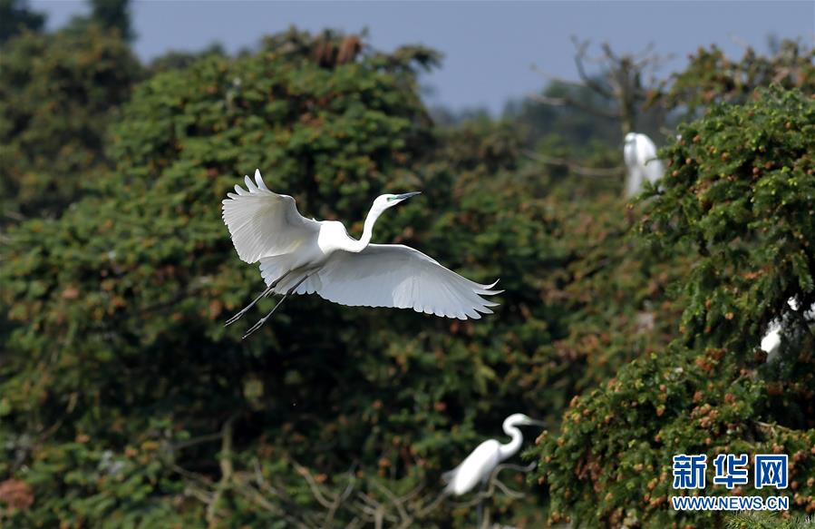 江西南昌：春日裏的“鷺鳥王國”