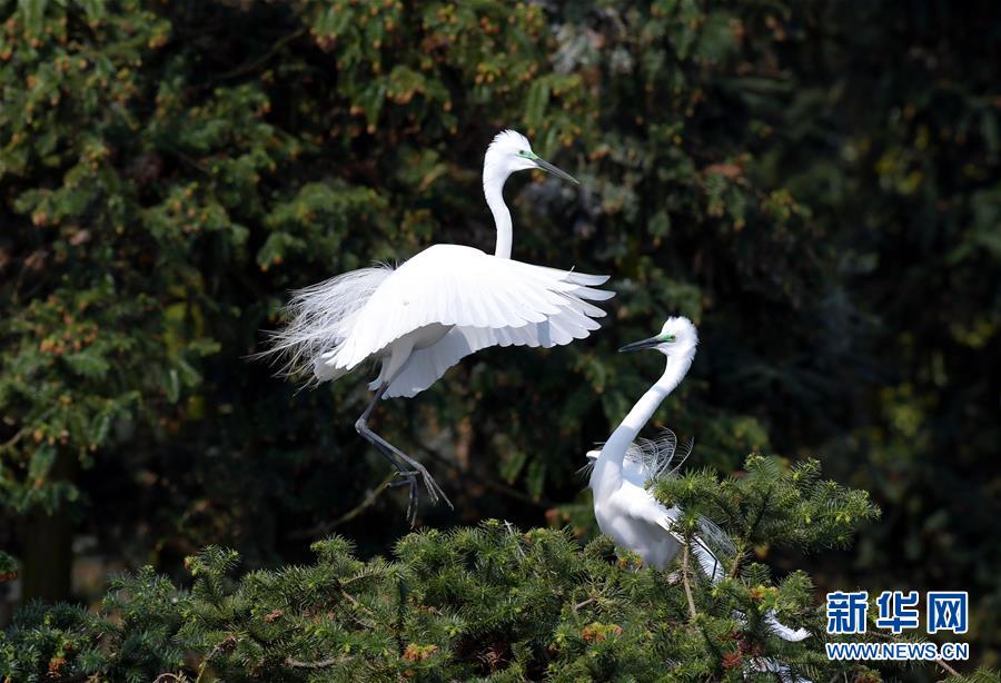 江西南昌：春日裏的“鷺鳥王國”