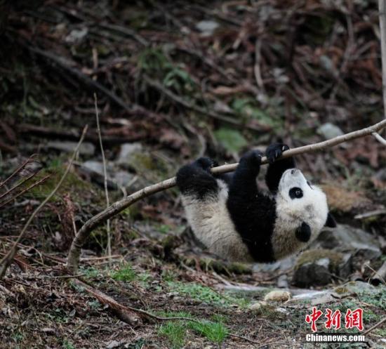 大熊貓瀕危等級降低為“易危” 藏羚羊降為“近危”