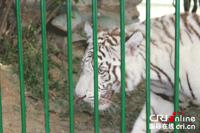 秦嶺野生動物園上演現實版“美女與野獸”