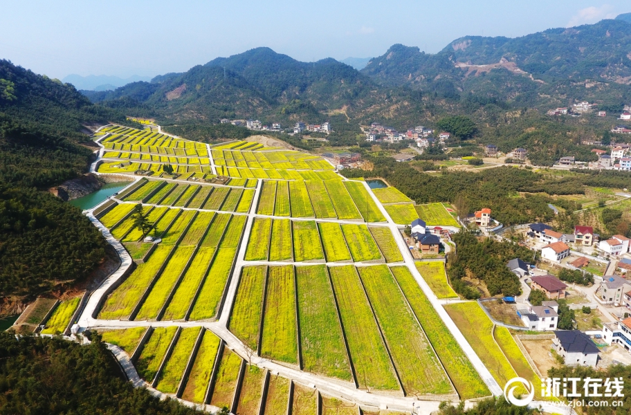 杭州臨安：油菜花開 大地披金