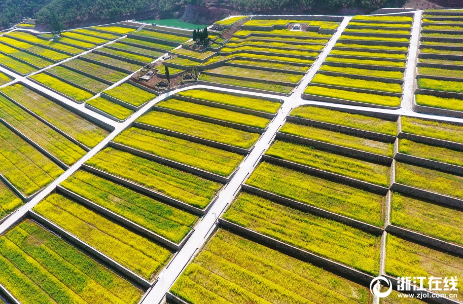 杭州臨安：油菜花開 大地披金