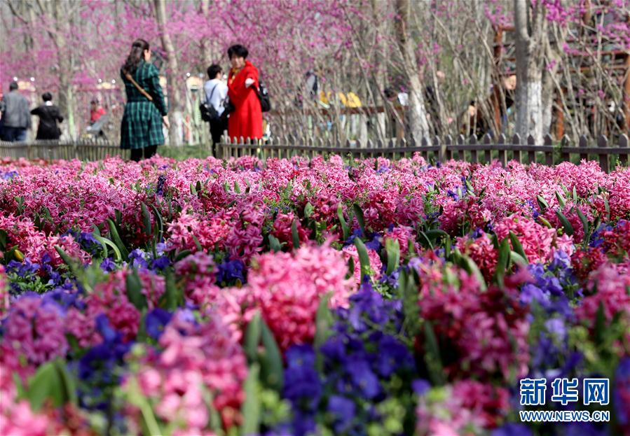 上海：賞春花 沐春風