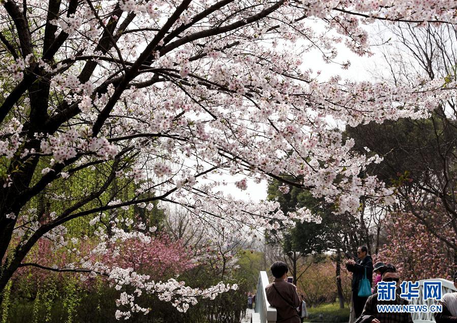 上海：賞春花 沐春風