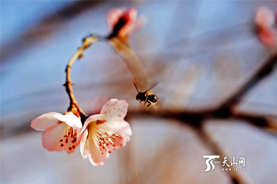 新疆：花開花繁花事忙 尋香春日覓芳蹤