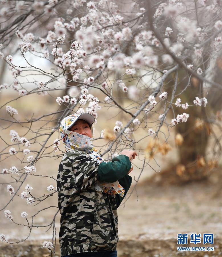 甘肅敦煌：大漠杏花繁