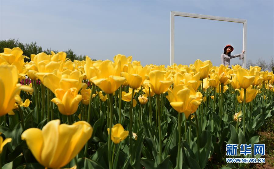 武漢：踏青鬱金香花海