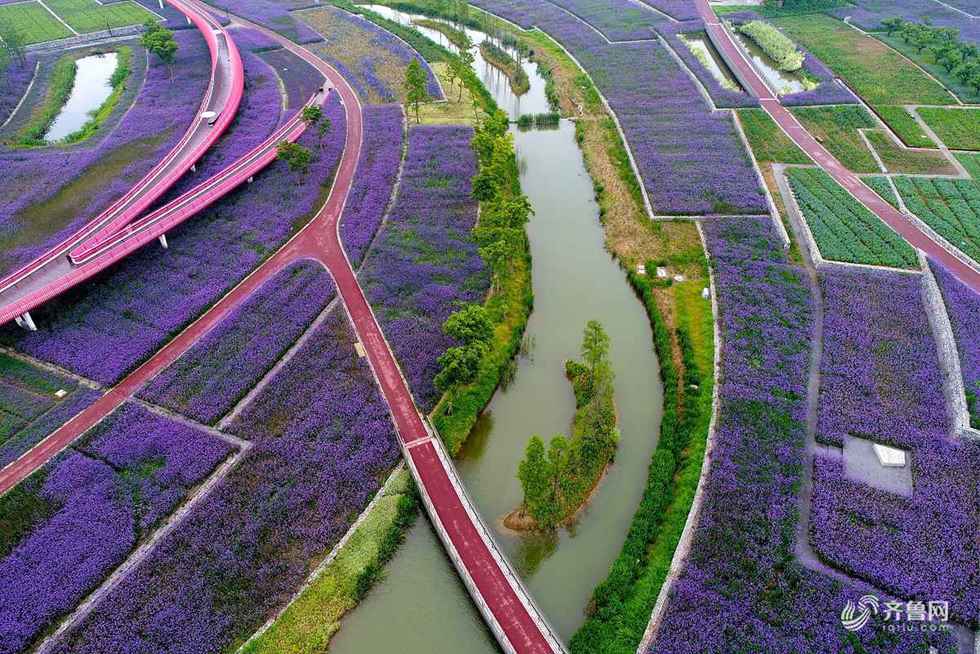 春回大地處處景 朵朵花開滿街香