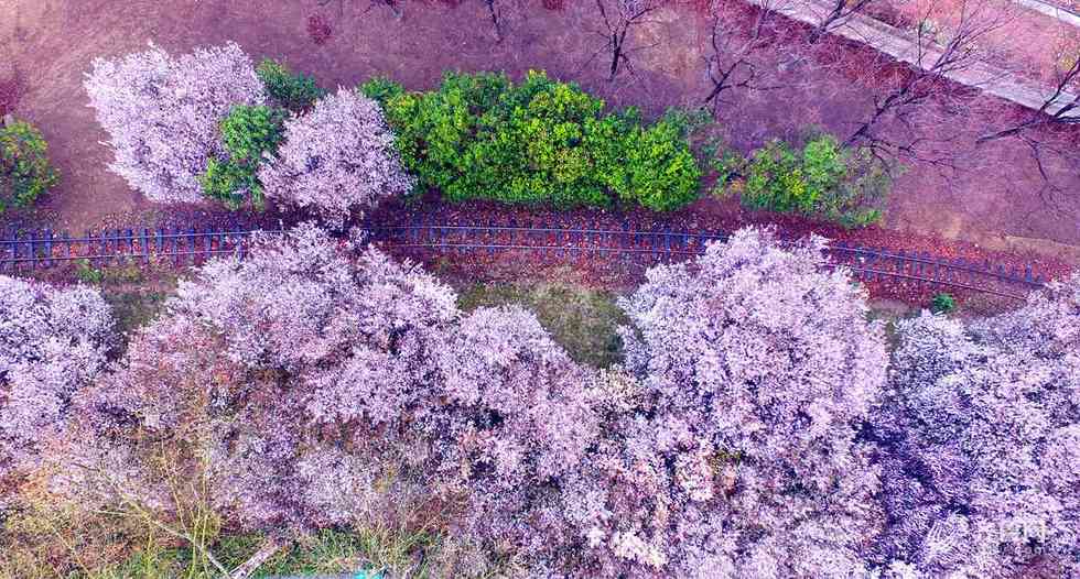 春回大地處處景 朵朵花開滿街香