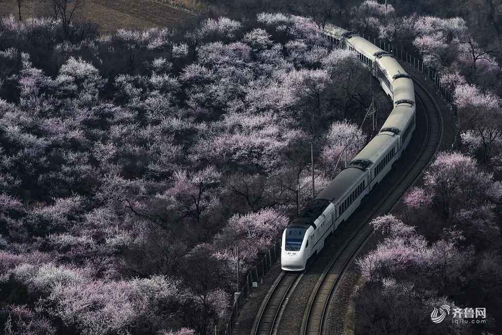 春回大地處處景 朵朵花開滿街香