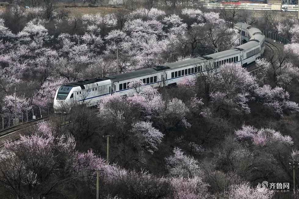 春回大地處處景 朵朵花開滿街香