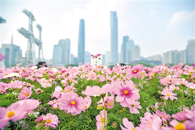 花城添“花旦” 波斯菊盛開