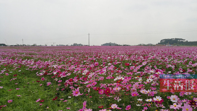 【焦點圖】（首頁標題）南寧園博園格桑花盛放(圖)（內容頁標題）南寧園博園格桑花已盛放 510畝花海令人驚喜(圖)