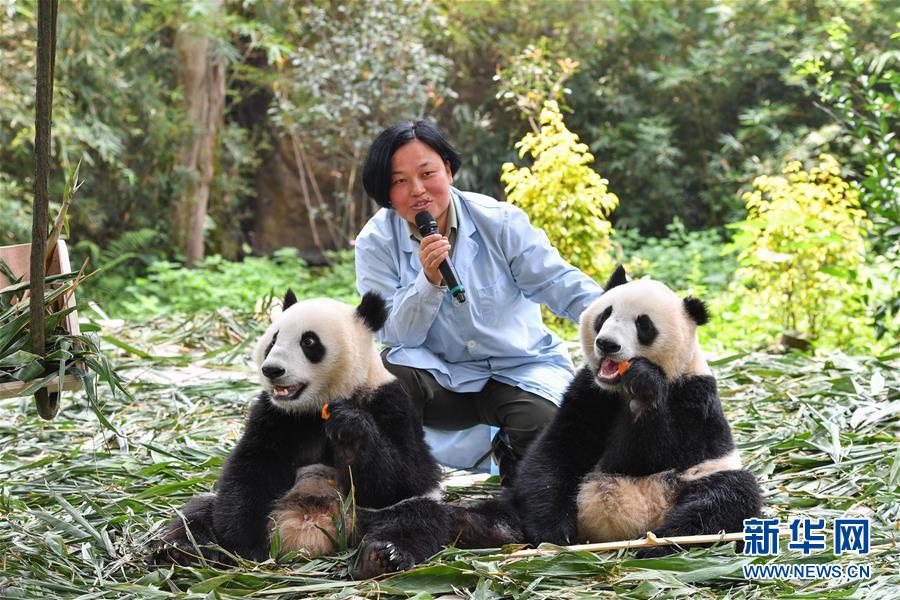 廣州：雙胞胎大熊貓斷母乳 邁出獨立生活第一步