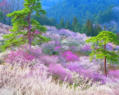 老北京的絕勝春景