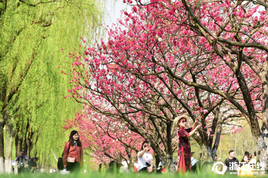 杭州：桃花灼灼 春色爛漫