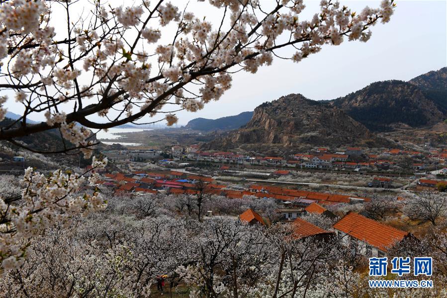 青島嶗山：杏花漫野