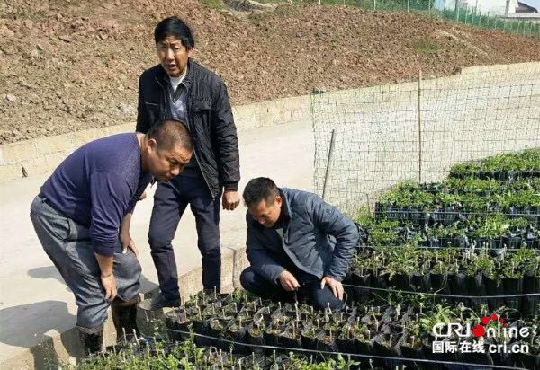 【唐已審】【供稿】4800畝沃柑項目落戶桂平市油麻鎮