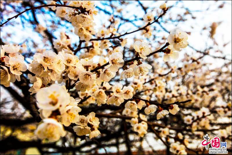 花開青島，感受春天的韻律和花兒的“探戈”