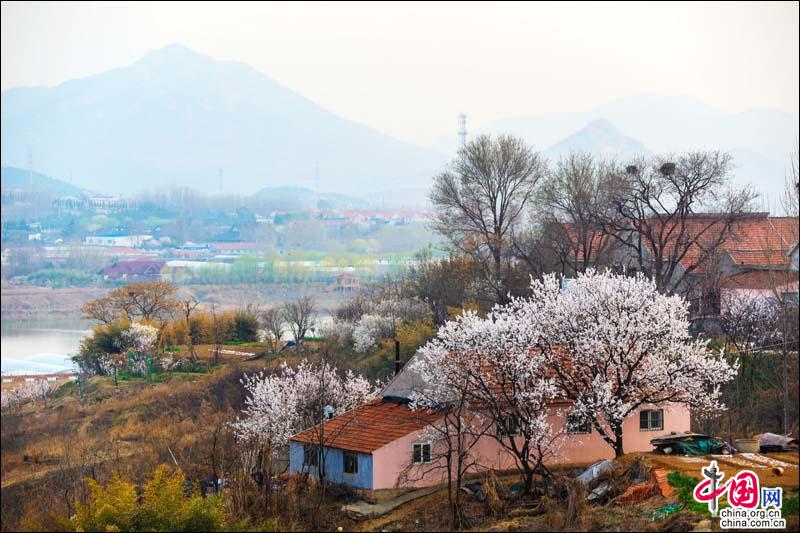 花開青島，感受春天的韻律和花兒的“探戈”