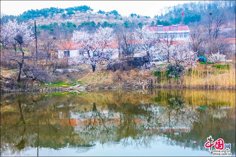 花開青島，感受春天的韻律和花兒的“探戈”