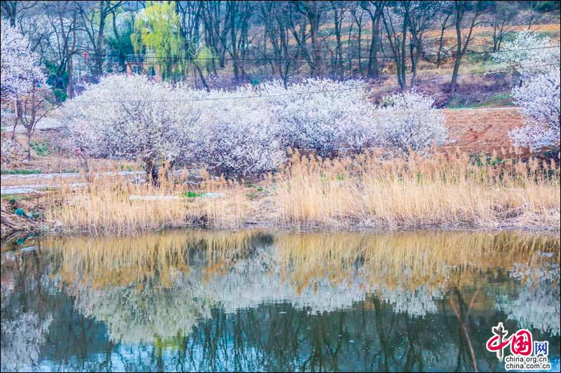 花開青島，感受春天的韻律和花兒的“探戈”